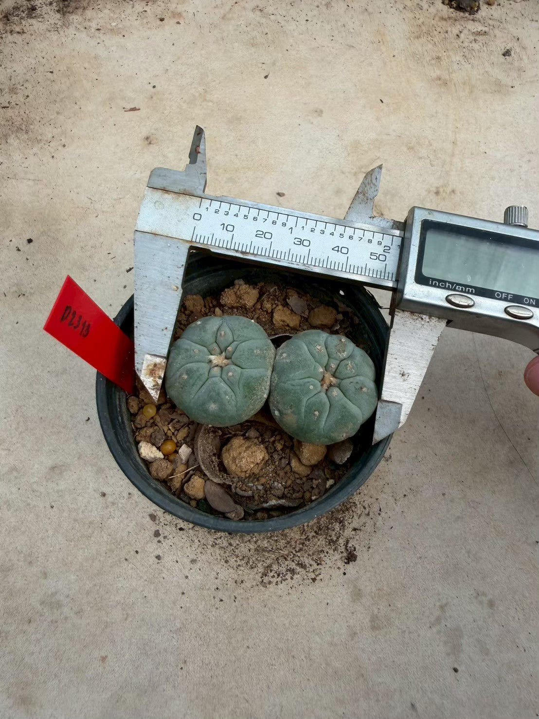 Lophophora williamsii – Peyote Cactus (Seed Grown, 3-3.5 cm, Own Root) 14 years old