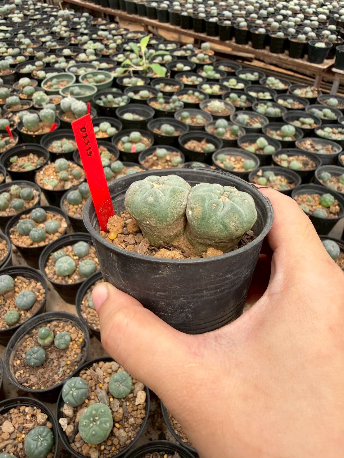 Lophophora williamsii – Peyote Cactus (Seed Grown, 3-3.5 cm, Own Root) 14 years old