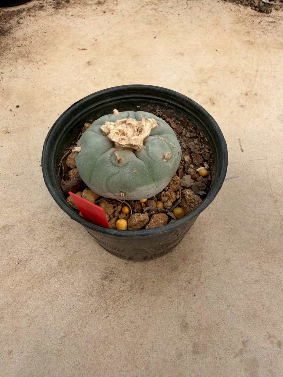 Lophophora Fricii – Cactus (Seed Grown, 3-3.5 cm, Own Root) 14 years old