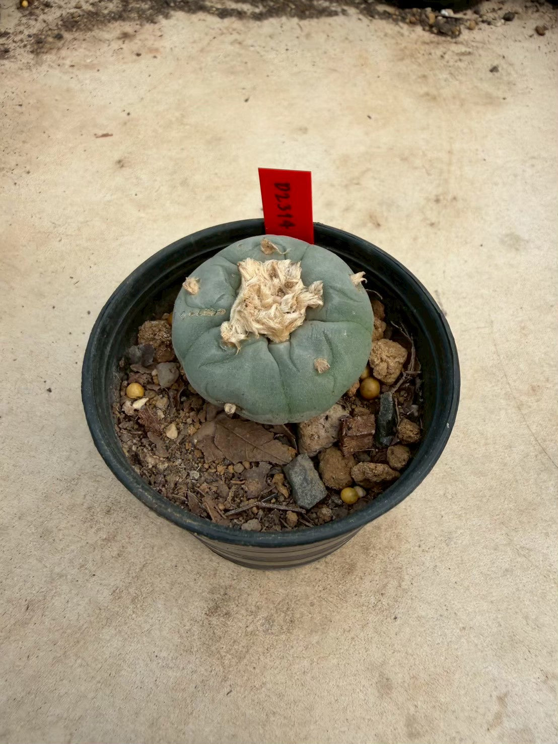 Lophophora Fricii – Cactus (Seed Grown, 3-3.5 cm, Own Root) 14 years old