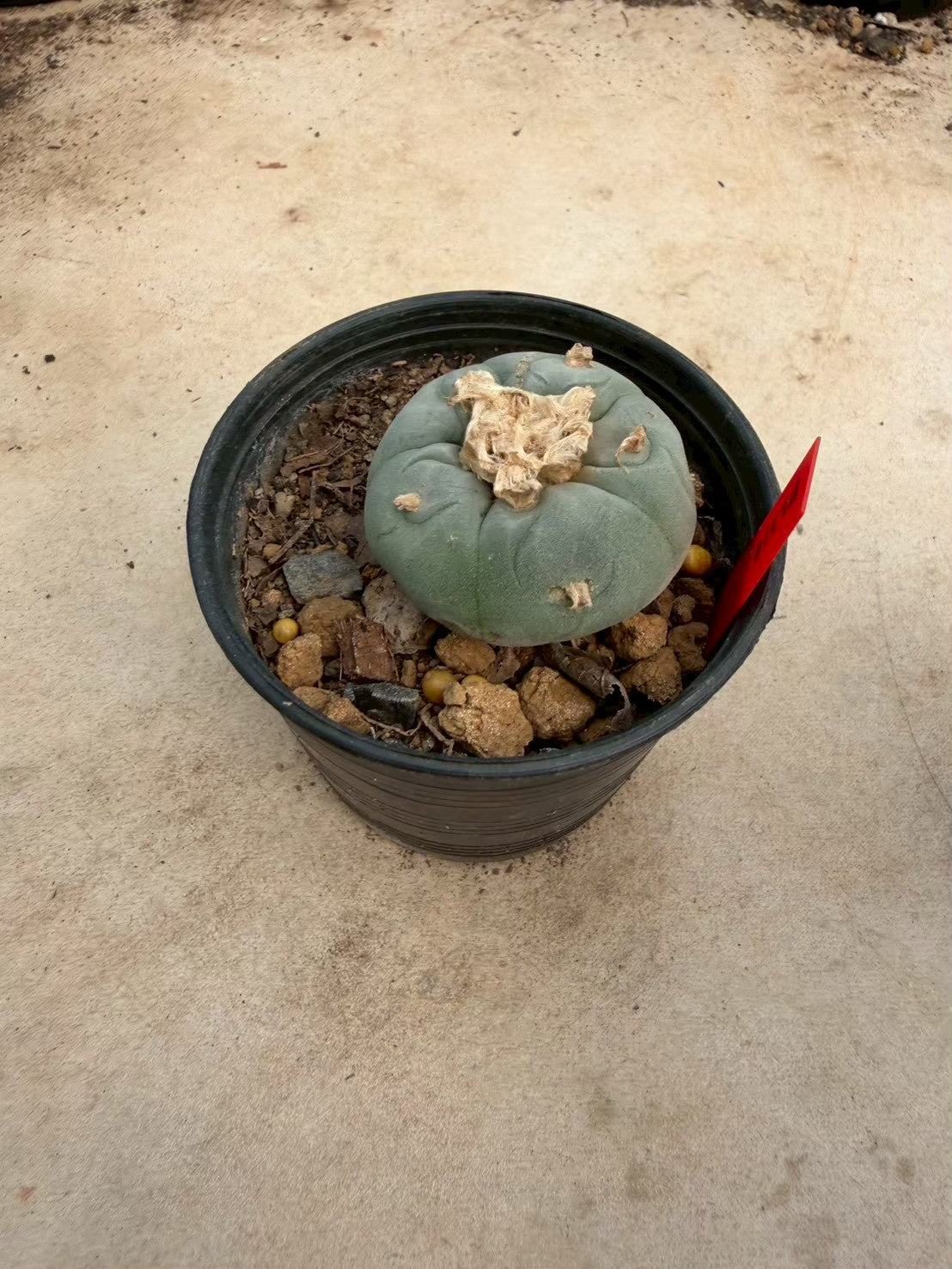 Lophophora Fricii – Cactus (Seed Grown, 3-3.5 cm, Own Root) 14 years old