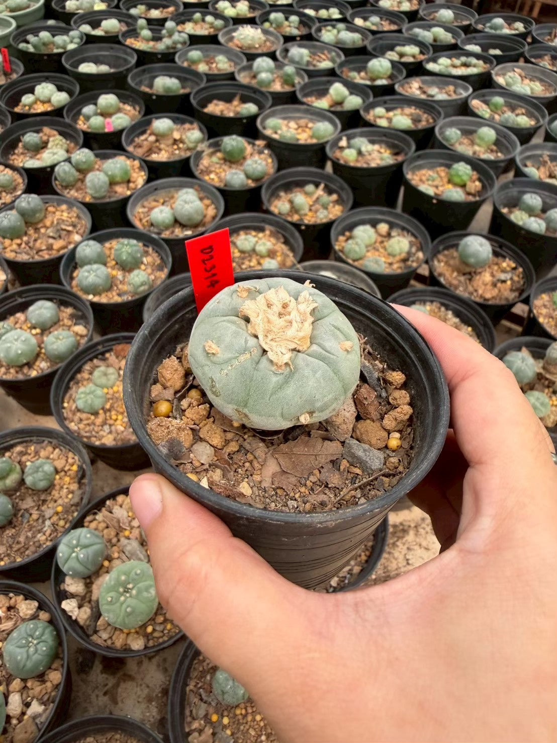 Lophophora Fricii – Cactus (Seed Grown, 3-3.5 cm, Own Root) 14 years old