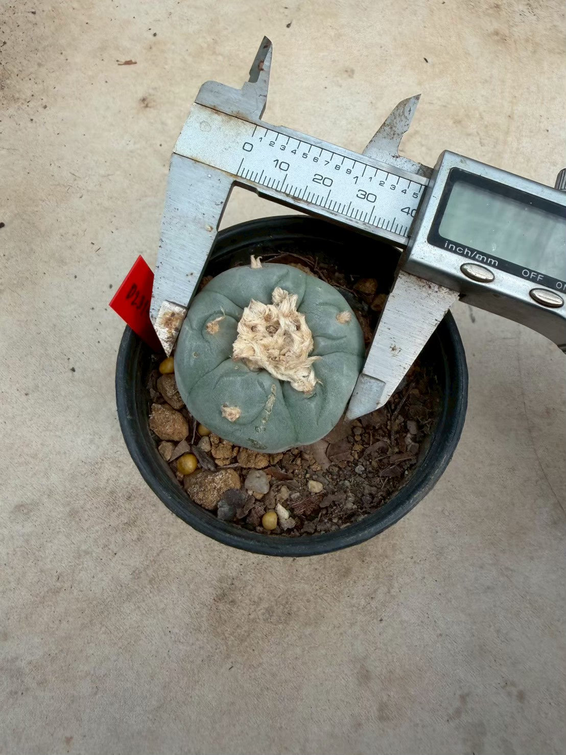 Lophophora Fricii – Cactus (Seed Grown, 3-3.5 cm, Own Root) 14 years old