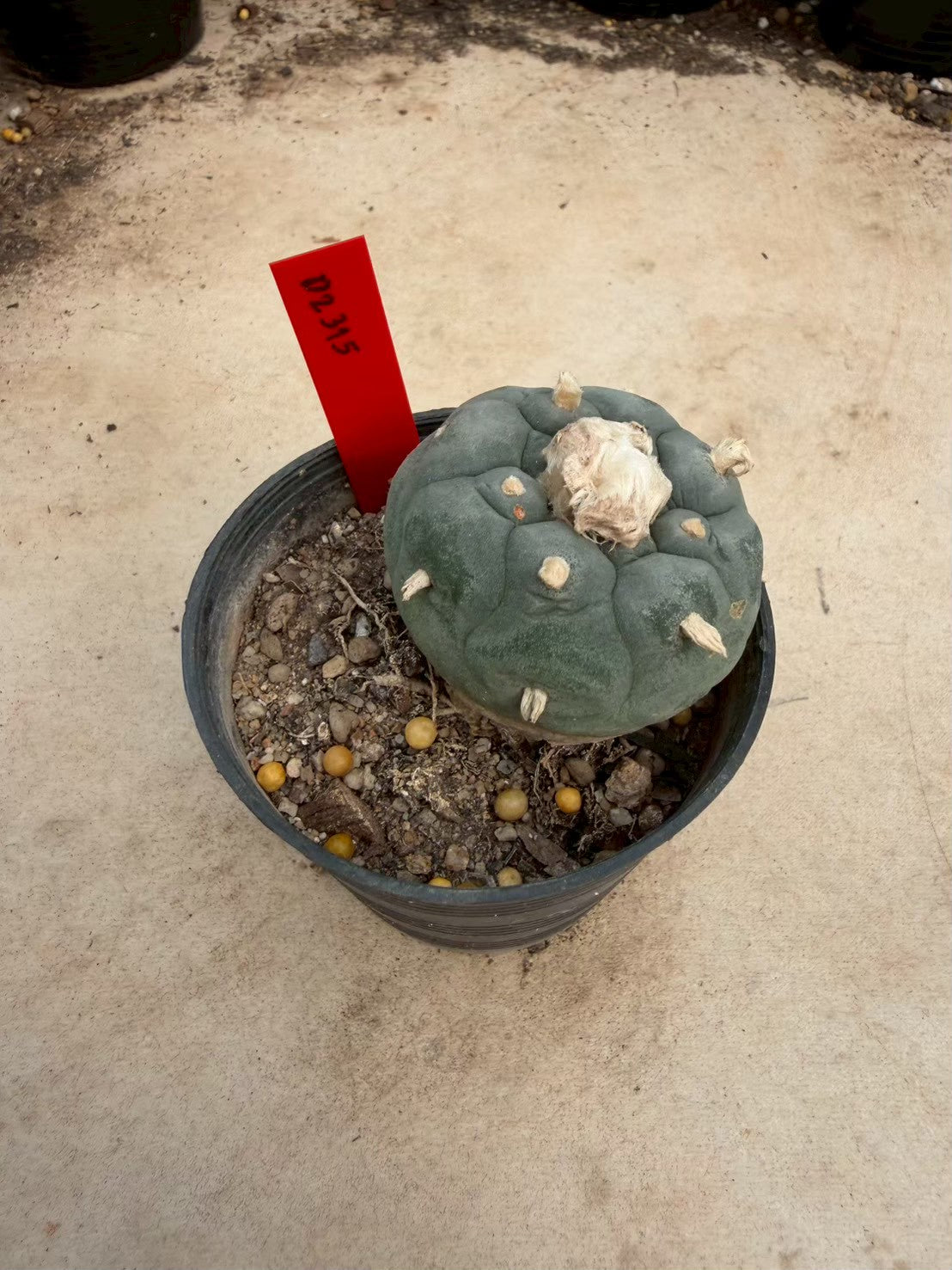 Lophophora williamsii – Peyote Cactus (Seed Grown, 4-4.5 cm, Own Root) 14 years old