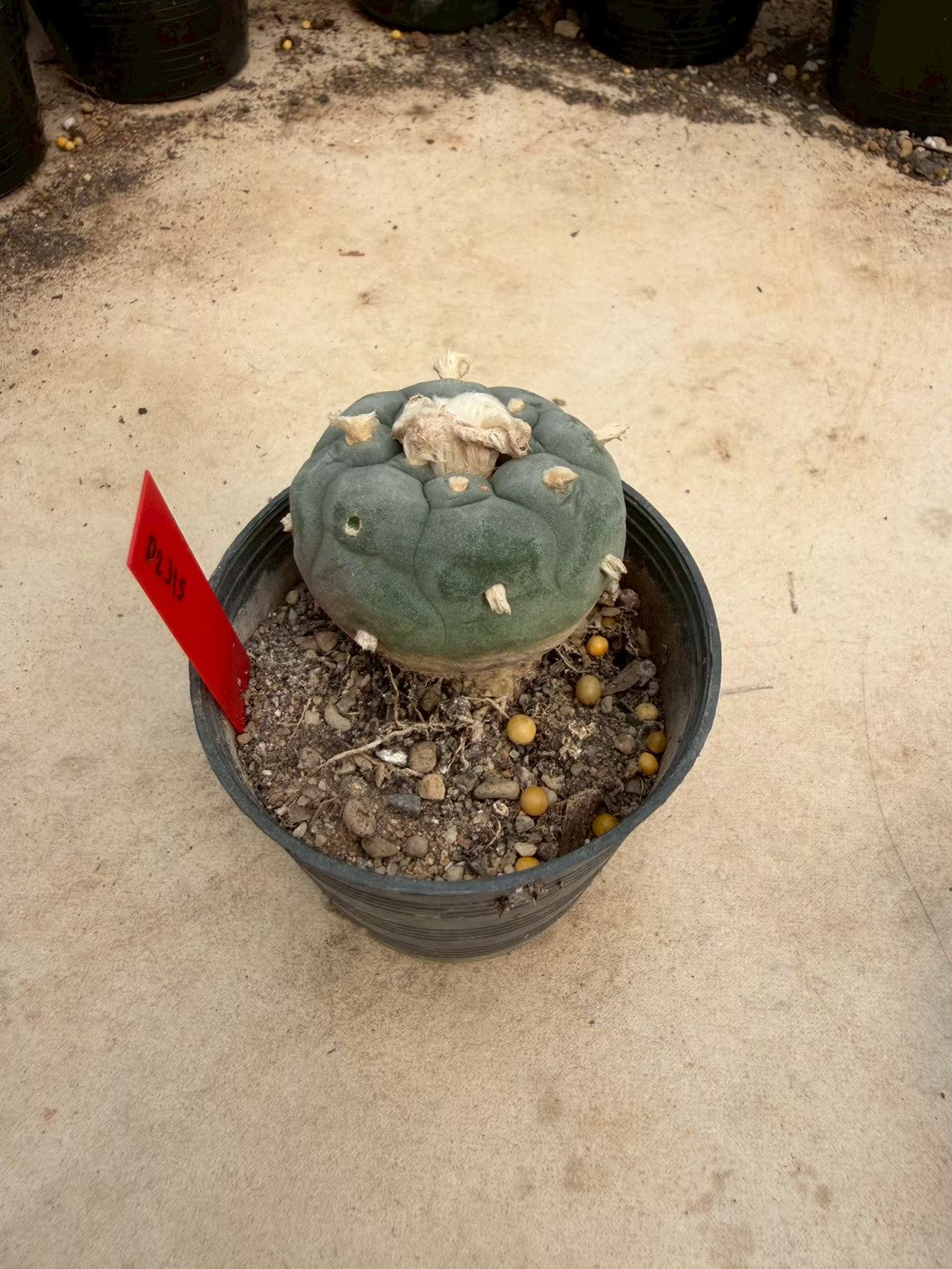 Lophophora williamsii – Peyote Cactus (Seed Grown, 4-4.5 cm, Own Root) 14 years old