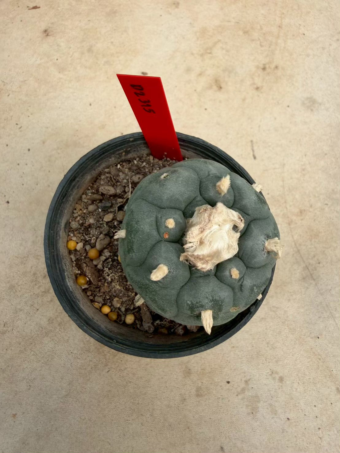 Lophophora williamsii – Peyote Cactus (Seed Grown, 4-4.5 cm, Own Root) 14 years old