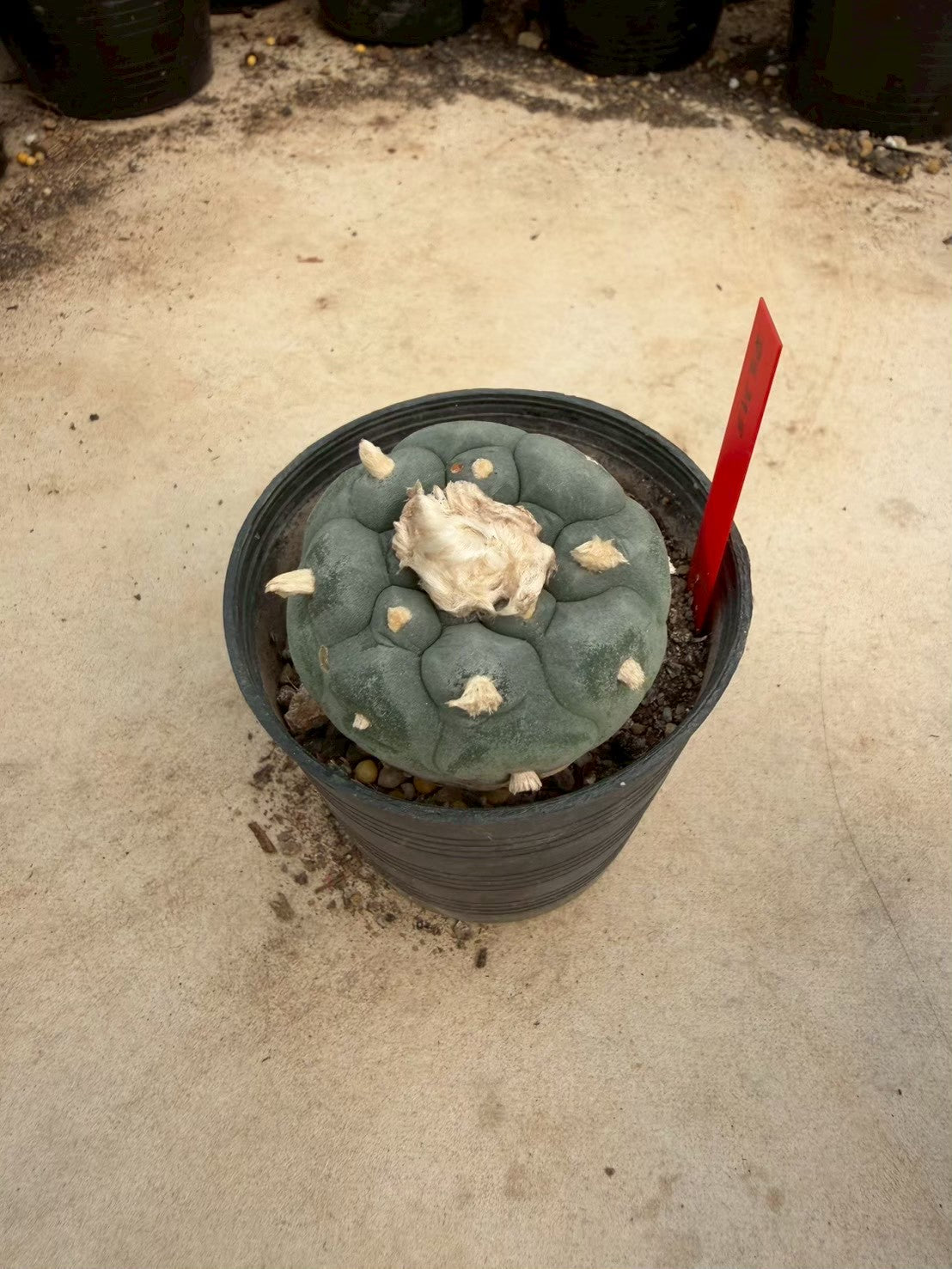 Lophophora williamsii – Peyote Cactus (Seed Grown, 4-4.5 cm, Own Root) 14 years old