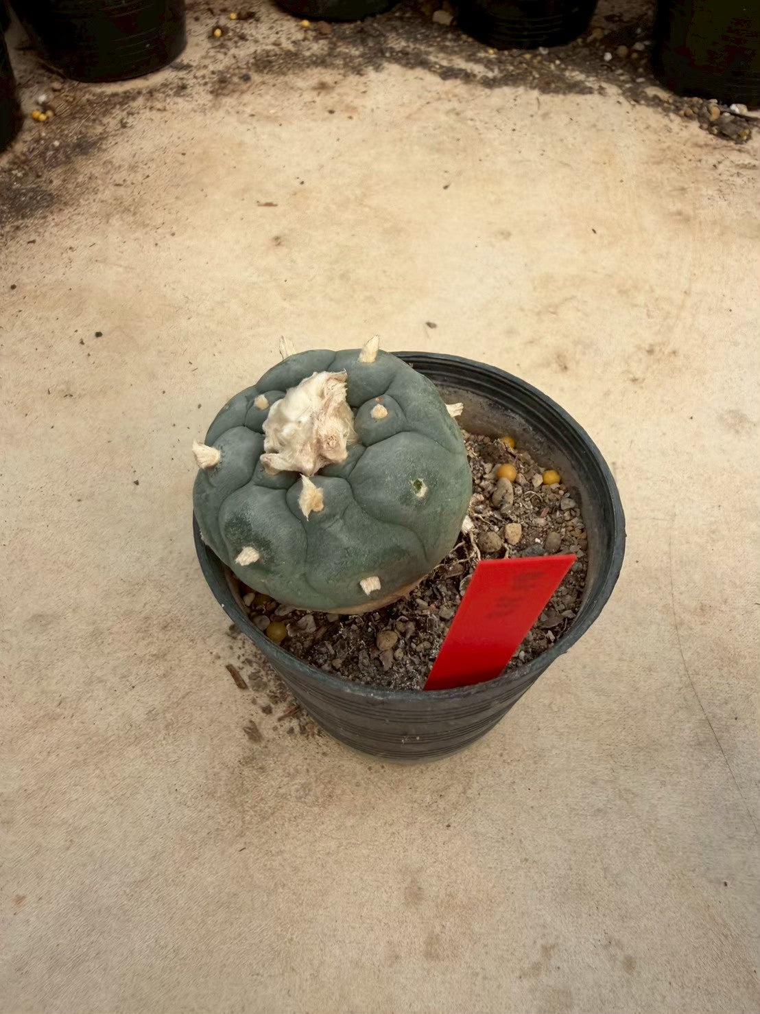 Lophophora williamsii – Peyote Cactus (Seed Grown, 4-4.5 cm, Own Root) 14 years old
