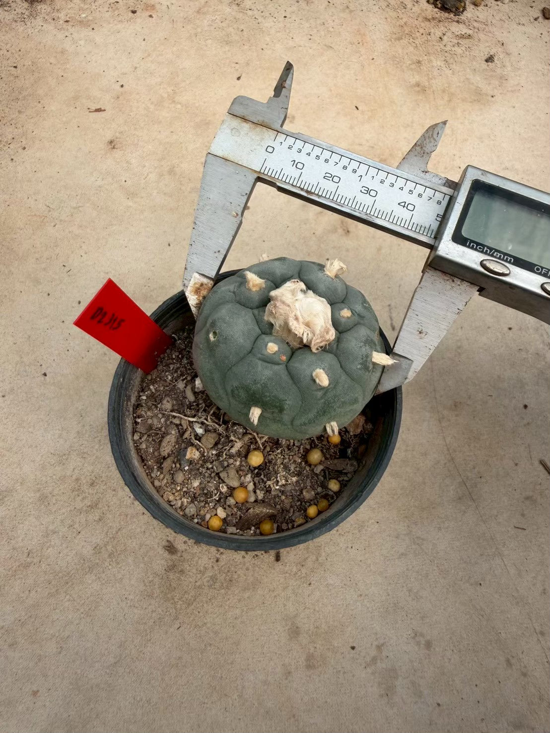 Lophophora williamsii – Peyote Cactus (Seed Grown, 4-4.5 cm, Own Root) 14 years old