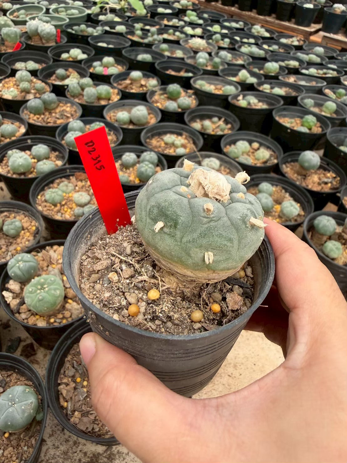 Lophophora williamsii – Peyote Cactus (Seed Grown, 4-4.5 cm, Own Root) 14 years old