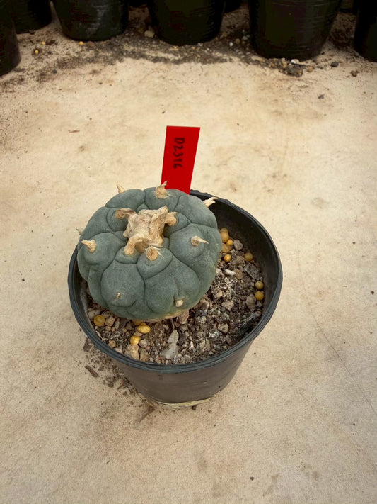 Lophophora williamsii – Peyote Cactus (Seed Grown, 4-4.5 cm, Own Root) 14 years old