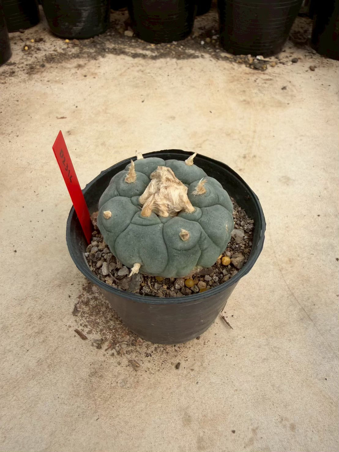 Lophophora williamsii – Peyote Cactus (Seed Grown, 4-4.5 cm, Own Root) 14 years old
