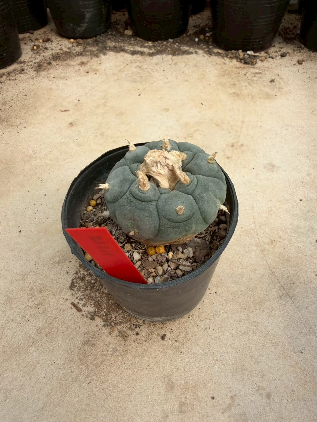 Lophophora williamsii – Peyote Cactus (Seed Grown, 4-4.5 cm, Own Root) 14 years old