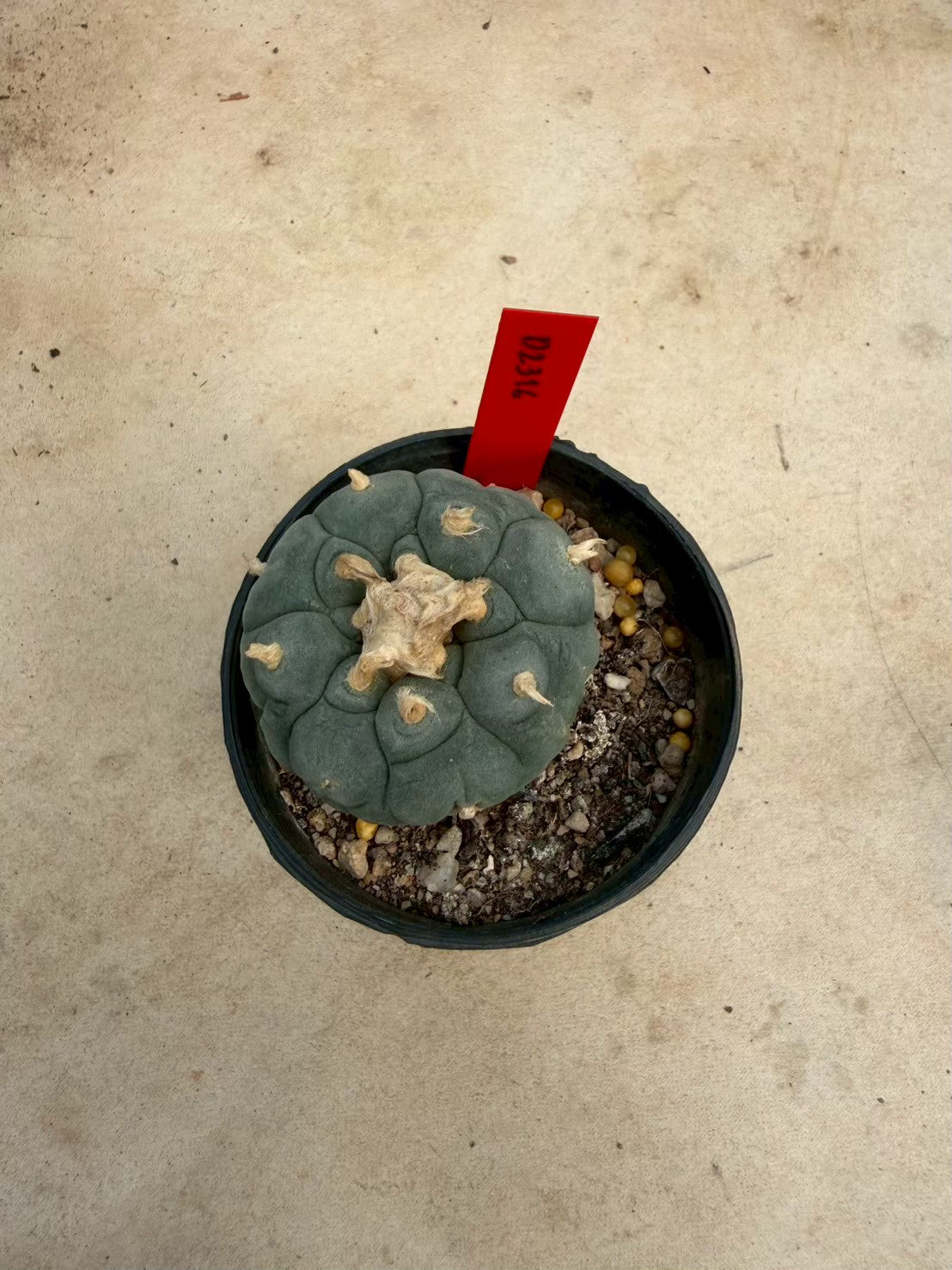 Lophophora williamsii – Peyote Cactus (Seed Grown, 4-4.5 cm, Own Root) 14 years old