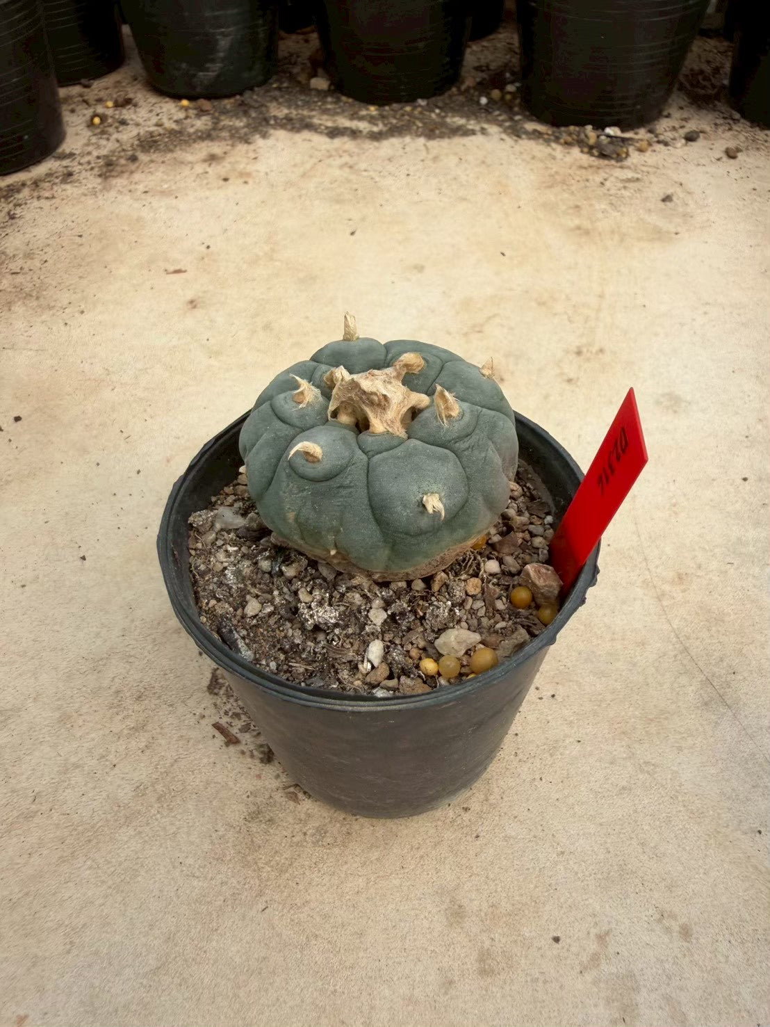 Lophophora williamsii – Peyote Cactus (Seed Grown, 4-4.5 cm, Own Root) 14 years old
