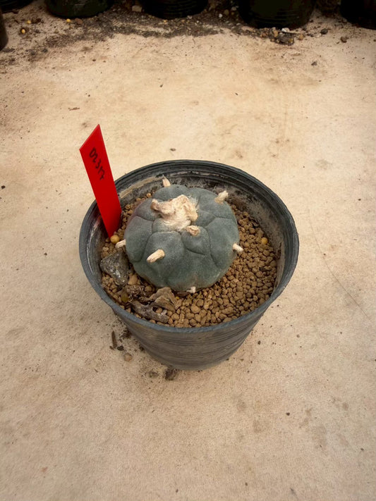 Lophophora williamsii – Peyote Cactus (Seed Grown, 3-3.5 cm, Own Root) 14 years old