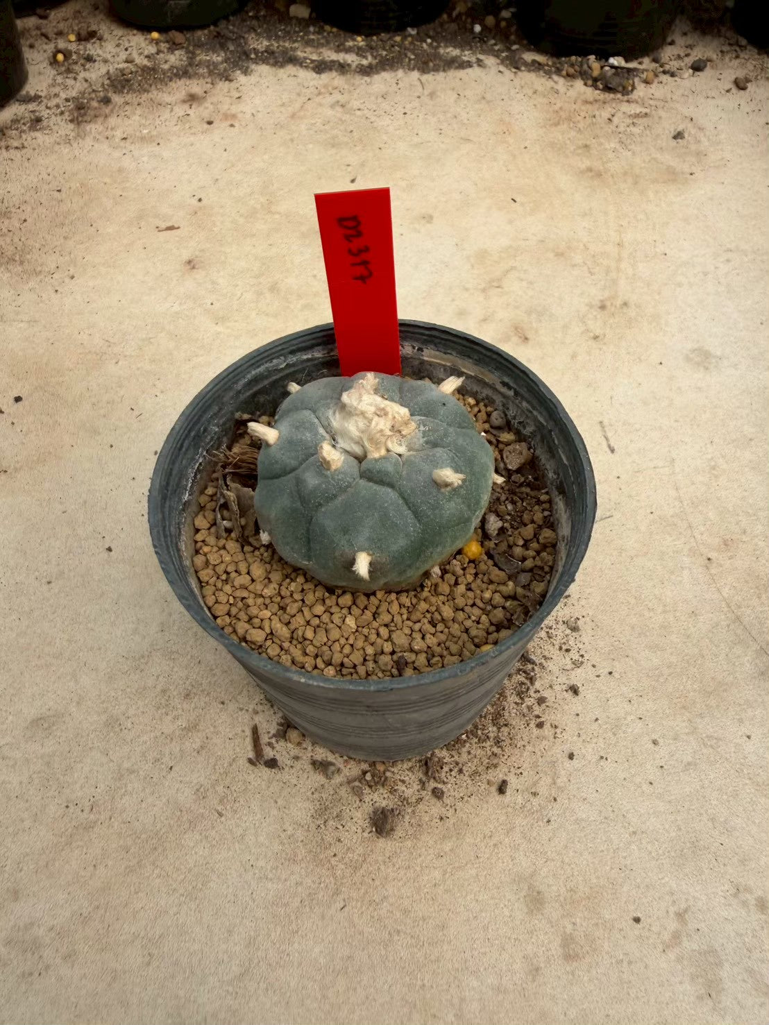 Lophophora williamsii – Peyote Cactus (Seed Grown, 3-3.5 cm, Own Root) 14 years old
