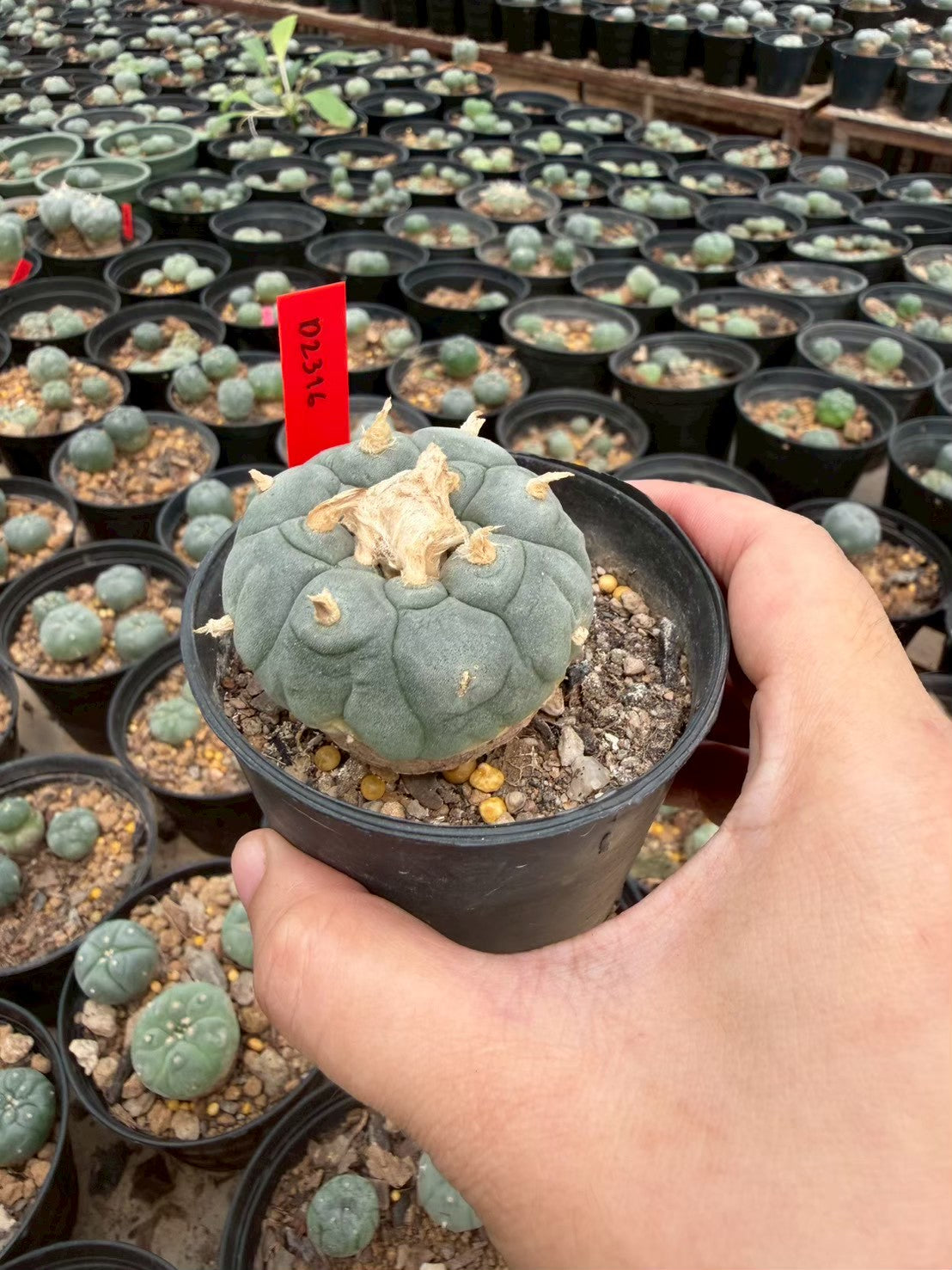 Lophophora williamsii – Peyote Cactus (Seed Grown, 4-4.5 cm, Own Root) 14 years old