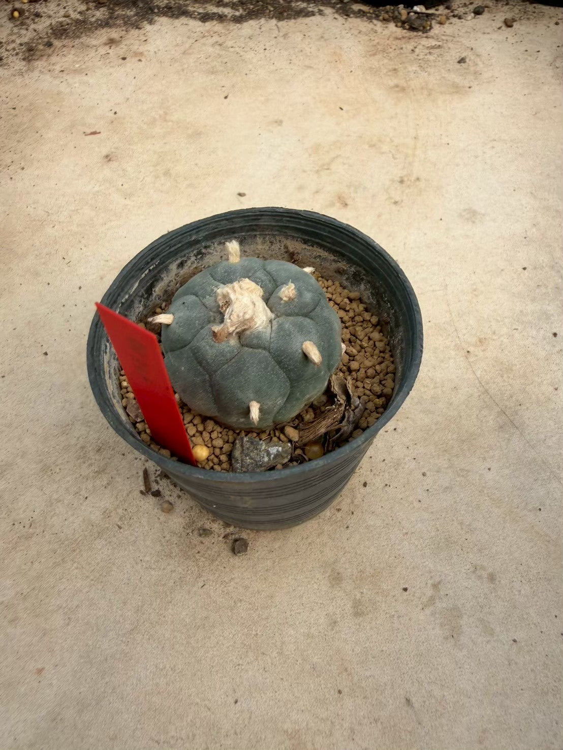 Lophophora williamsii – Peyote Cactus (Seed Grown, 3-3.5 cm, Own Root) 14 years old