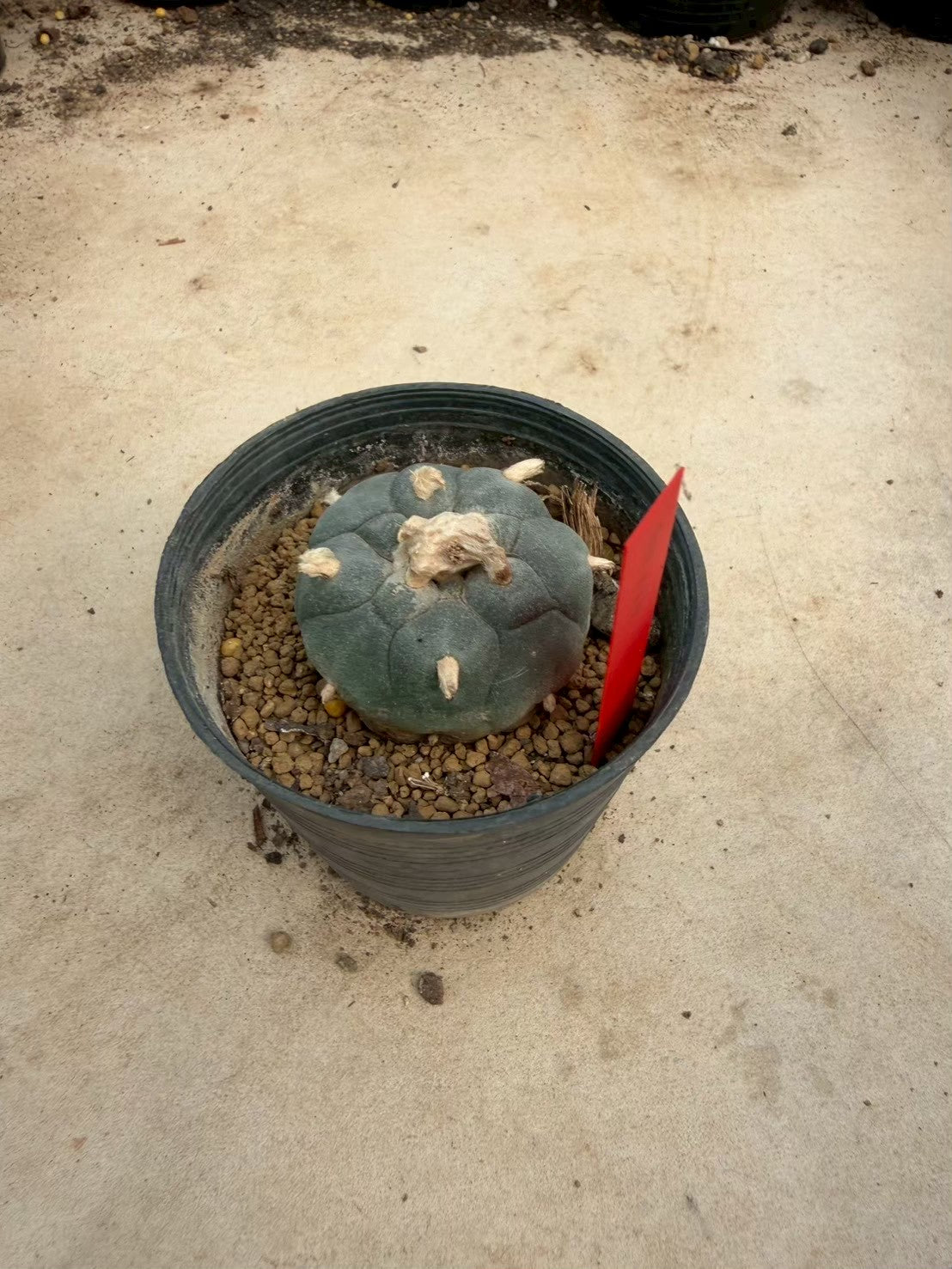 Lophophora williamsii – Peyote Cactus (Seed Grown, 3-3.5 cm, Own Root) 14 years old
