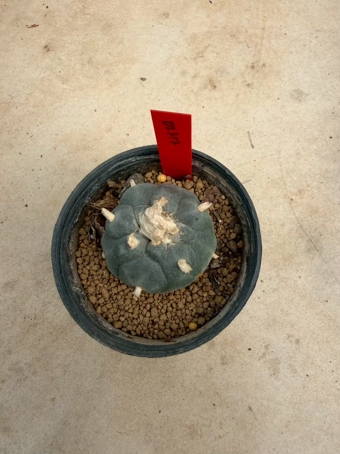 Lophophora williamsii – Peyote Cactus (Seed Grown, 3-3.5 cm, Own Root) 14 years old