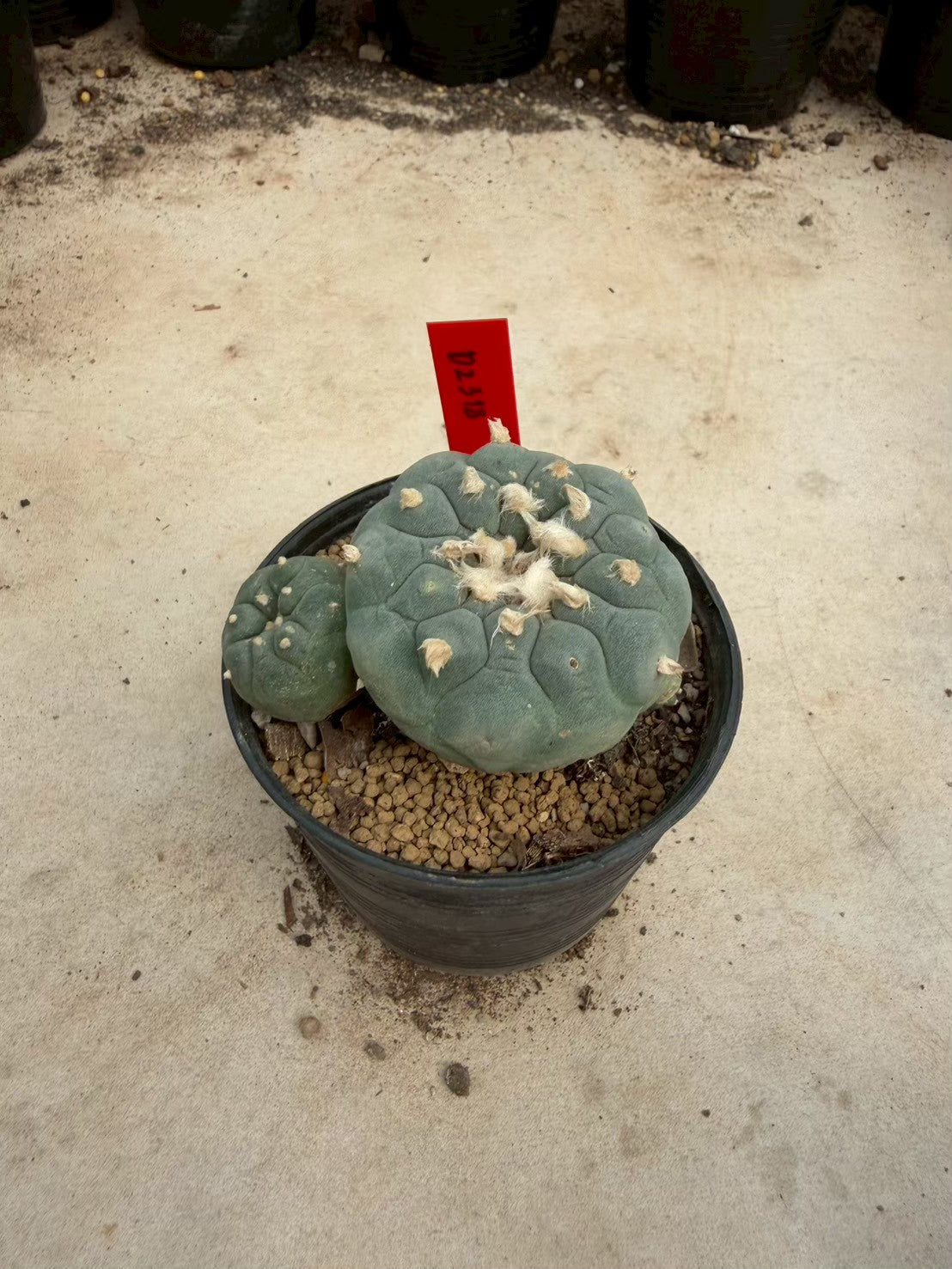 Lophophora williamsii – Peyote Cactus (Seed Grown, 5-6 cm, Own Root) 14 years old