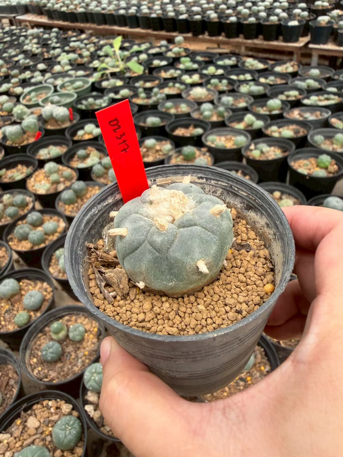 Lophophora williamsii – Peyote Cactus (Seed Grown, 3-3.5 cm, Own Root) 14 years old