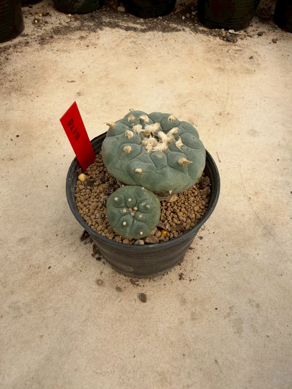 Lophophora williamsii – Peyote Cactus (Seed Grown, 5-6 cm, Own Root) 14 years old