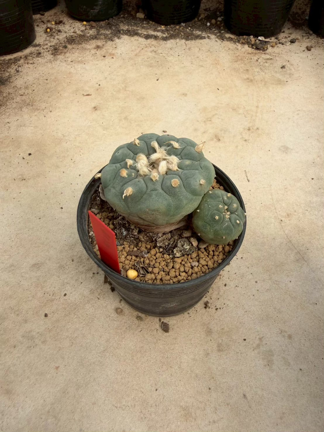 Lophophora williamsii – Peyote Cactus (Seed Grown, 5-6 cm, Own Root) 14 years old