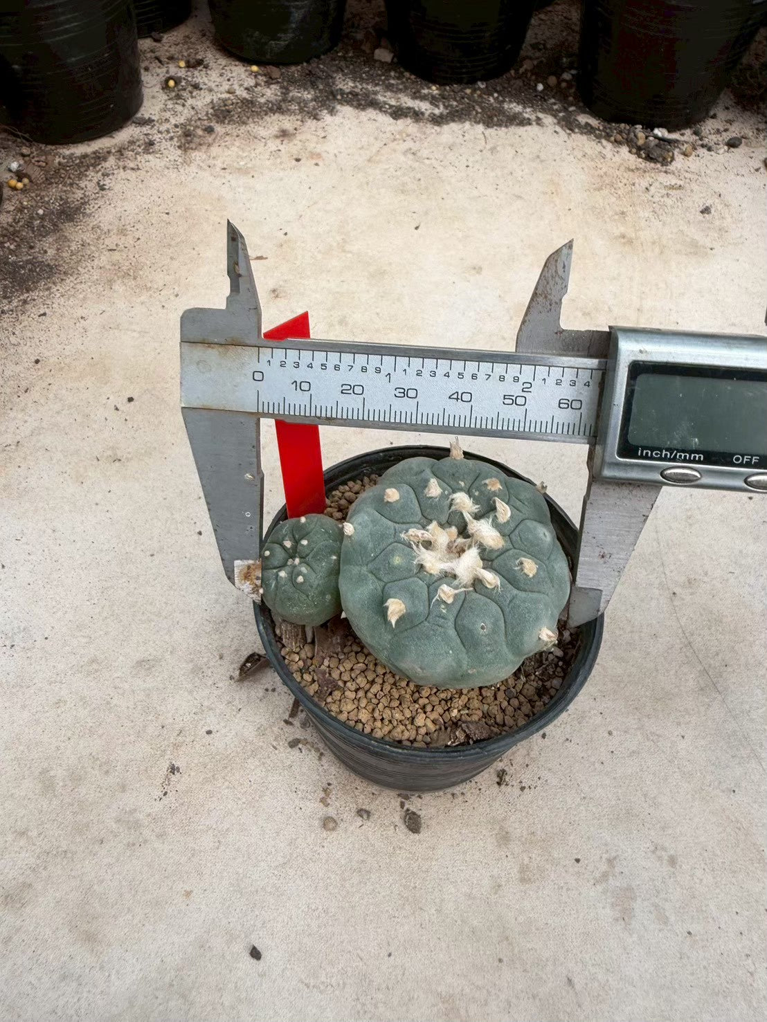 Lophophora williamsii – Peyote Cactus (Seed Grown, 5-6 cm, Own Root) 14 years old