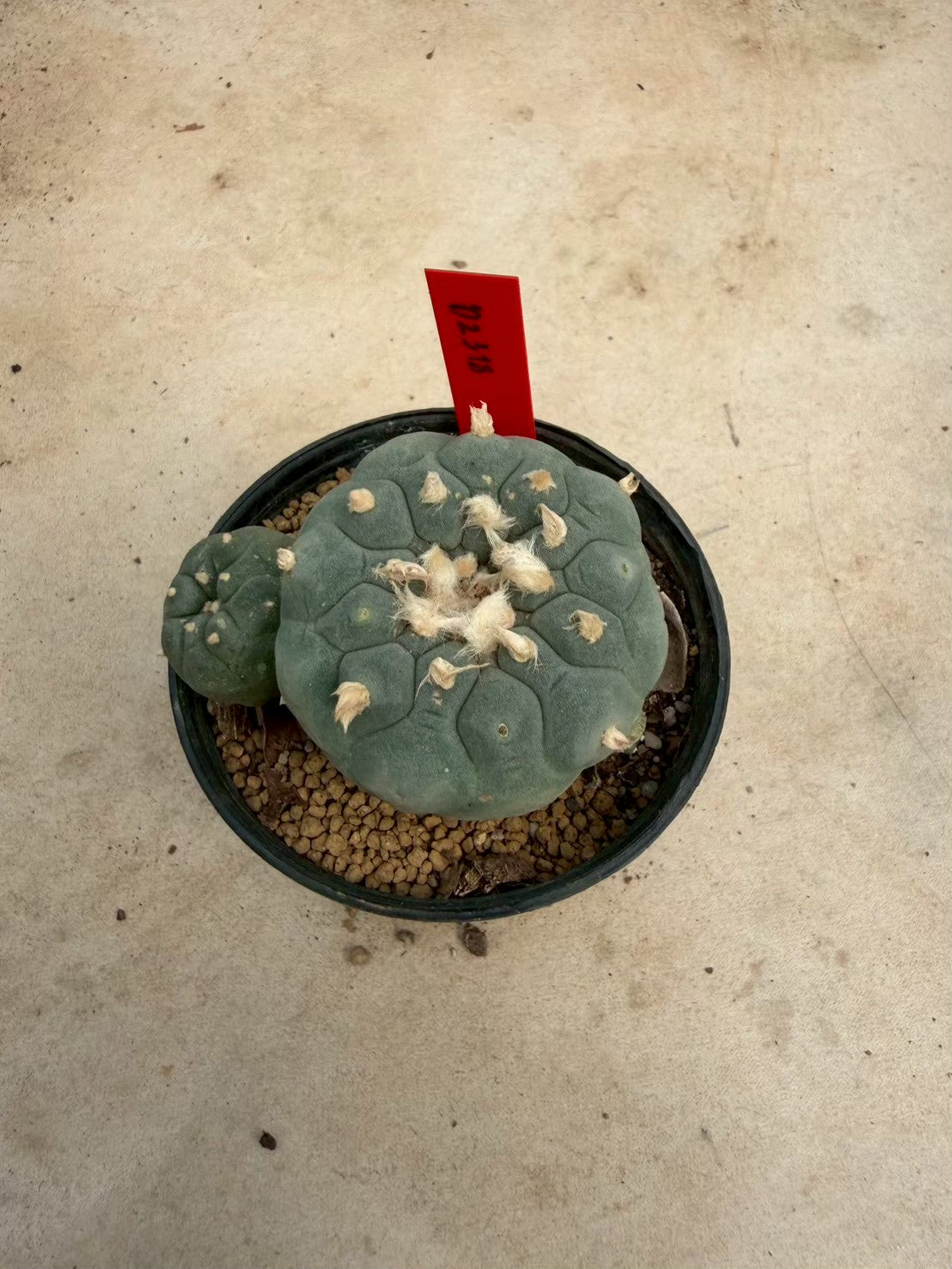 Lophophora williamsii – Peyote Cactus (Seed Grown, 5-6 cm, Own Root) 14 years old