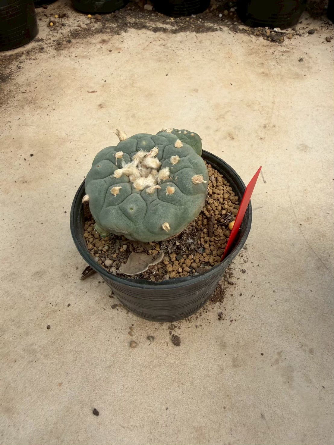 Lophophora williamsii – Peyote Cactus (Seed Grown, 5-6 cm, Own Root) 14 years old