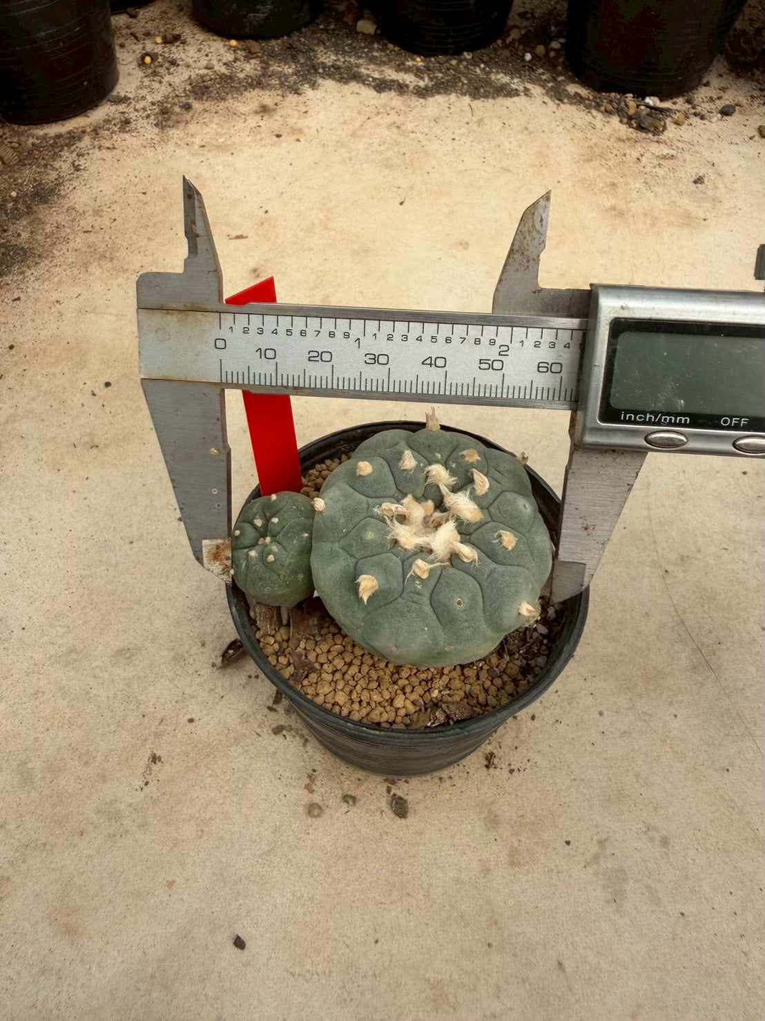 Lophophora williamsii – Peyote Cactus (Seed Grown, 5-6 cm, Own Root) 14 years old