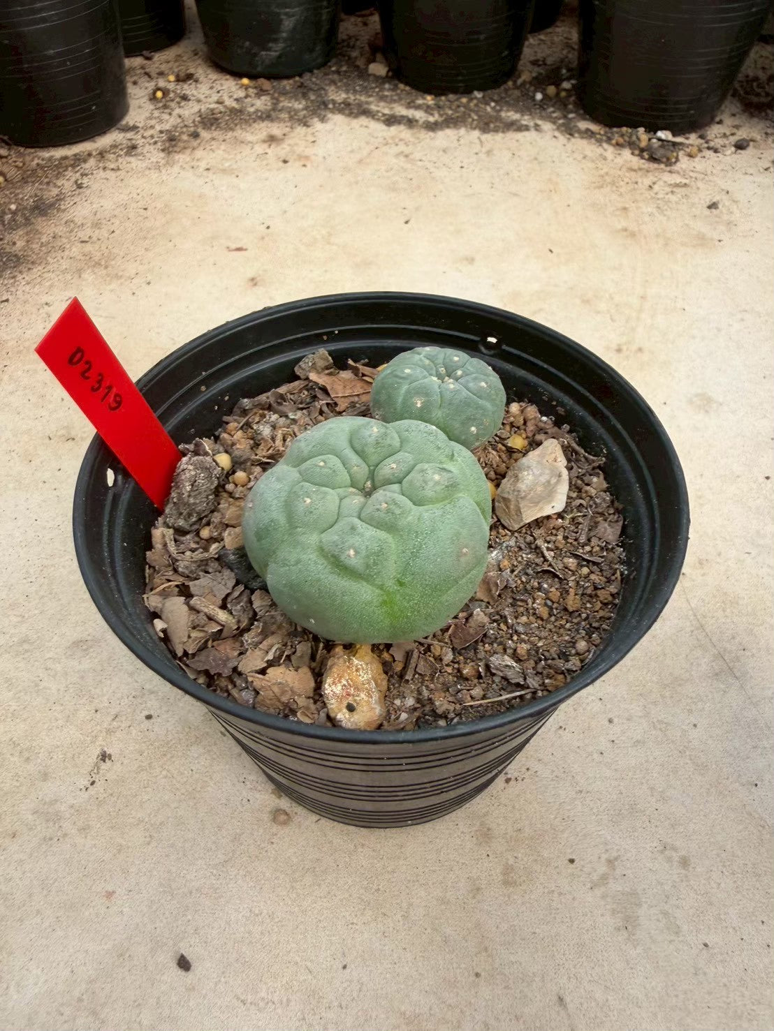 Lophophora williamsii – Peyote Cactus (Seed Grown, 3-3.5 cm, Own Root) 14 years old
