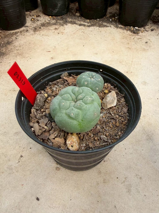 Lophophora williamsii – Peyote Cactus (Seed Grown, 3-3.5 cm, Own Root) 14 years old