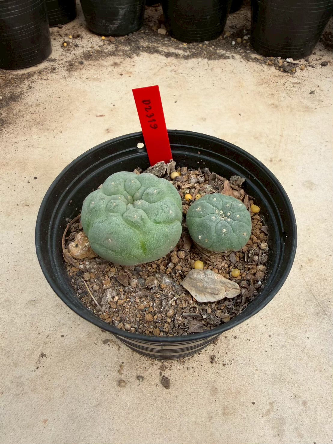 Lophophora williamsii – Peyote Cactus (Seed Grown, 3-3.5 cm, Own Root) 14 years old