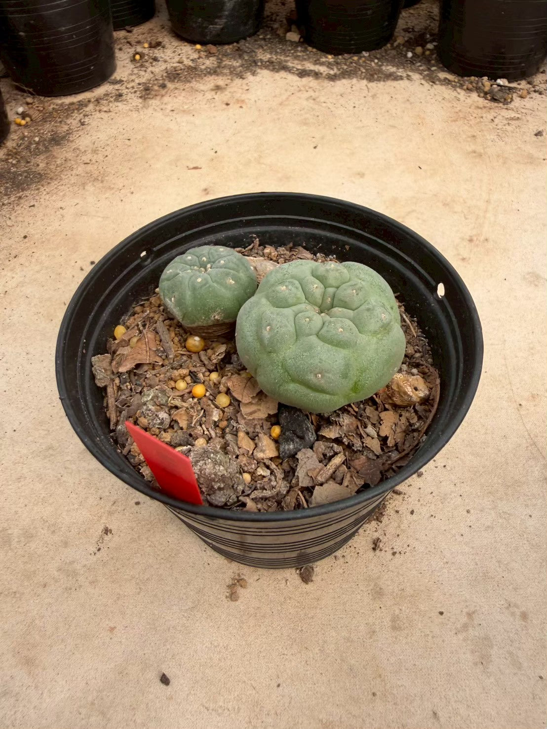 Lophophora williamsii – Peyote Cactus (Seed Grown, 3-3.5 cm, Own Root) 14 years old