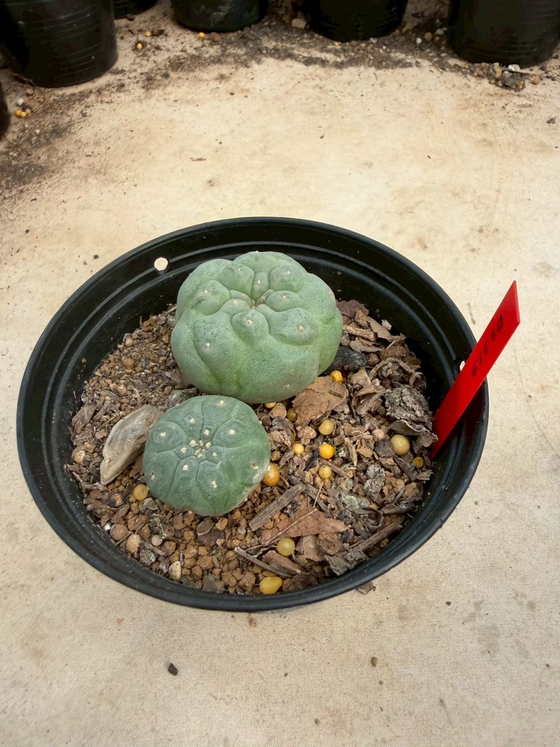 Lophophora williamsii – Peyote Cactus (Seed Grown, 3-3.5 cm, Own Root) 14 years old