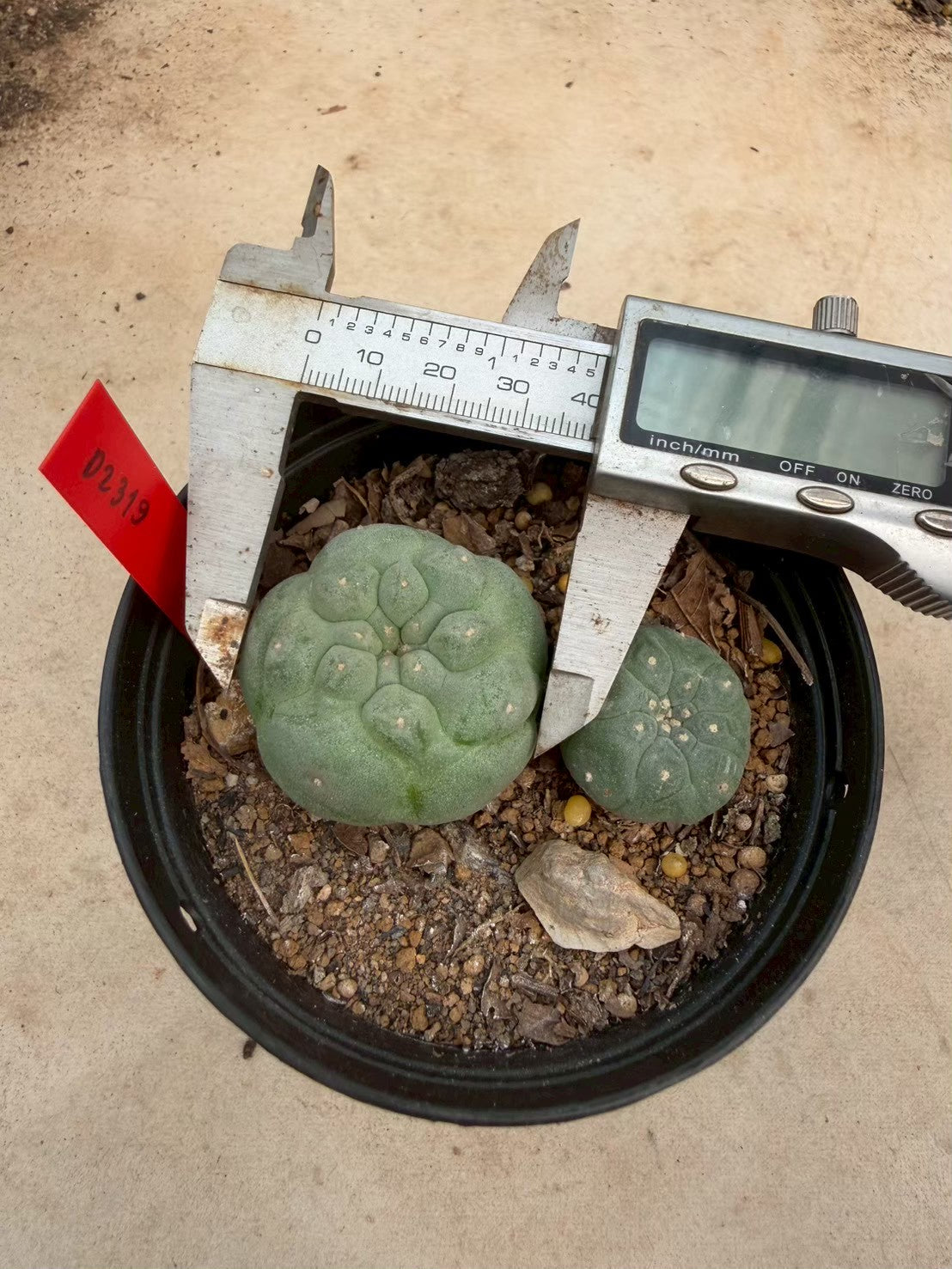 Lophophora williamsii – Peyote Cactus (Seed Grown, 3-3.5 cm, Own Root) 14 years old