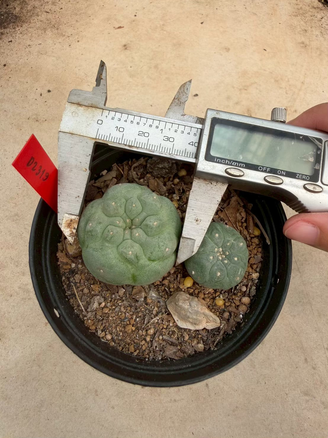 Lophophora williamsii – Peyote Cactus (Seed Grown, 3-3.5 cm, Own Root) 14 years old