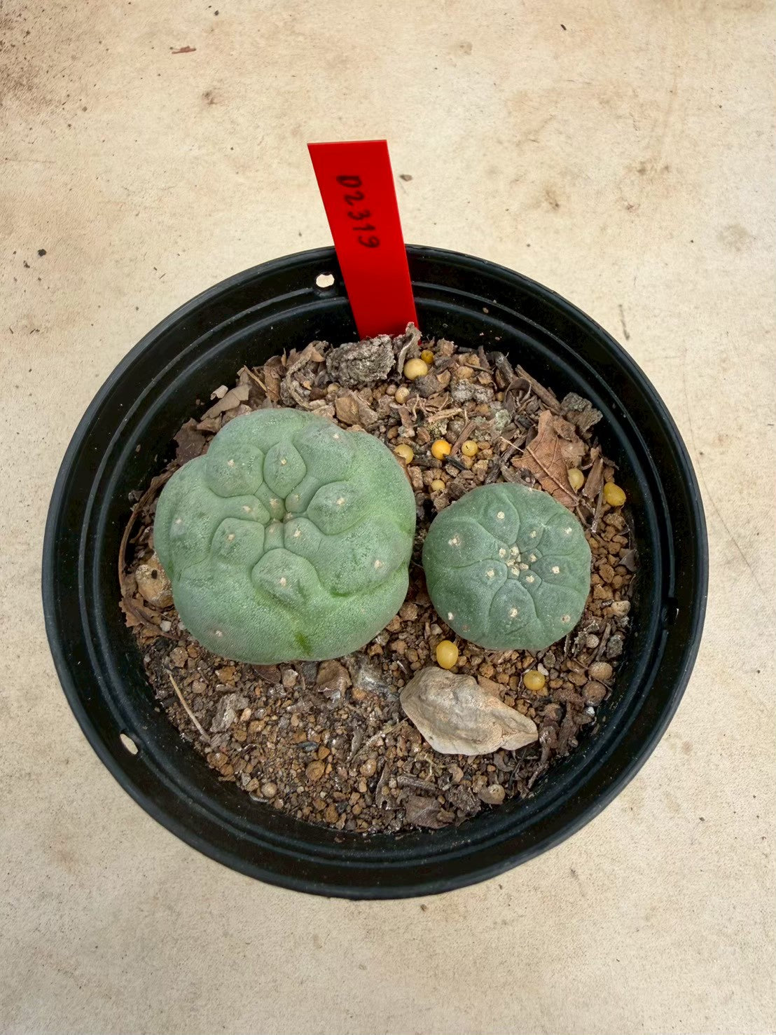 Lophophora williamsii – Peyote Cactus (Seed Grown, 3-3.5 cm, Own Root) 14 years old