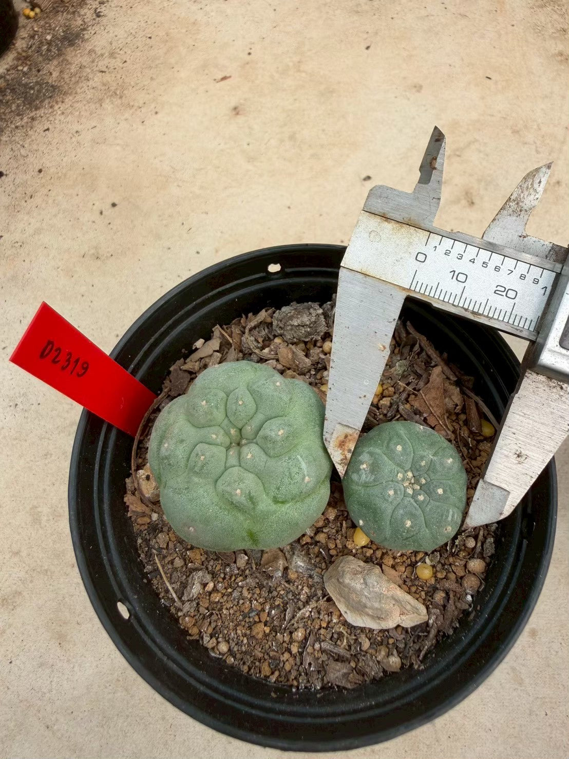 Lophophora williamsii – Peyote Cactus (Seed Grown, 3-3.5 cm, Own Root) 14 years old