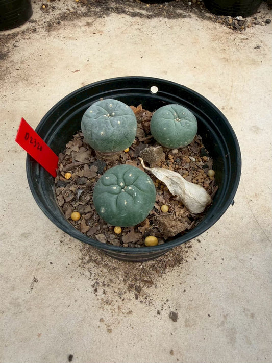 Lophophora williamsii – Peyote Cactus (Seed Grown, 3-3.5 cm, Own Root) 14 years old