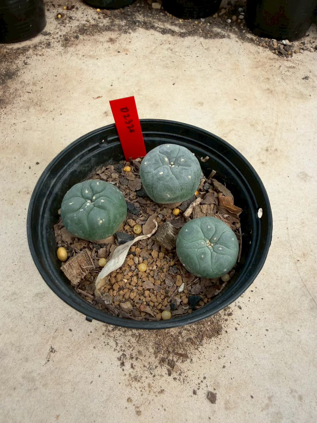 Lophophora williamsii – Peyote Cactus (Seed Grown, 3-3.5 cm, Own Root) 14 years old