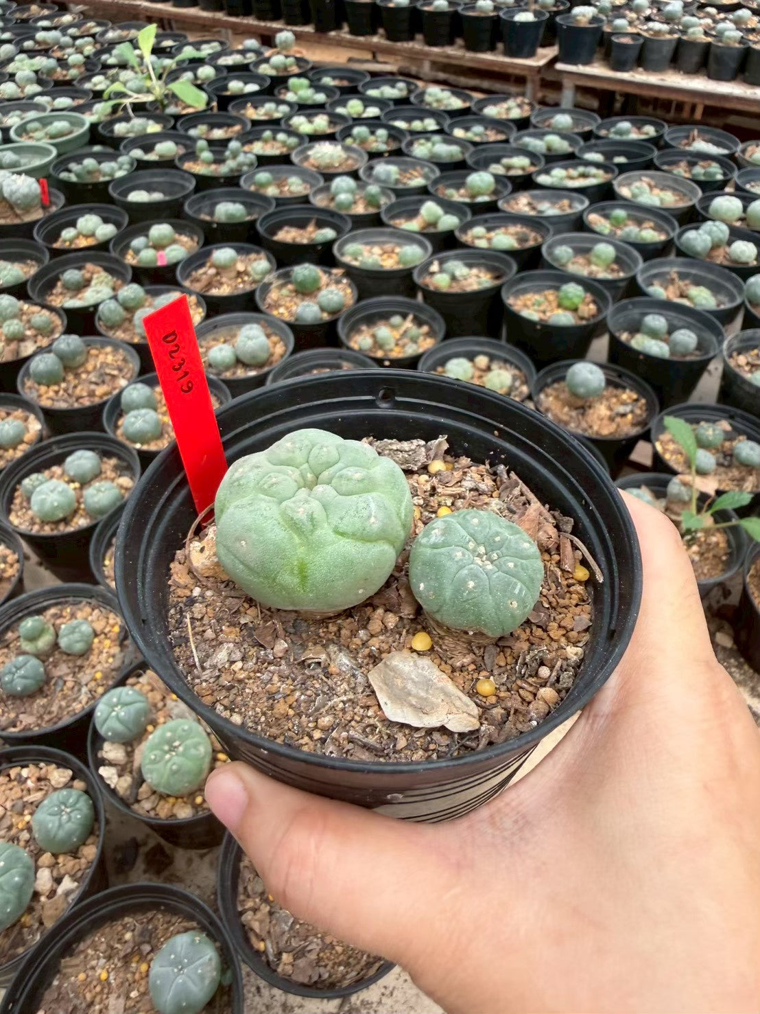 Lophophora williamsii – Peyote Cactus (Seed Grown, 3-3.5 cm, Own Root) 14 years old