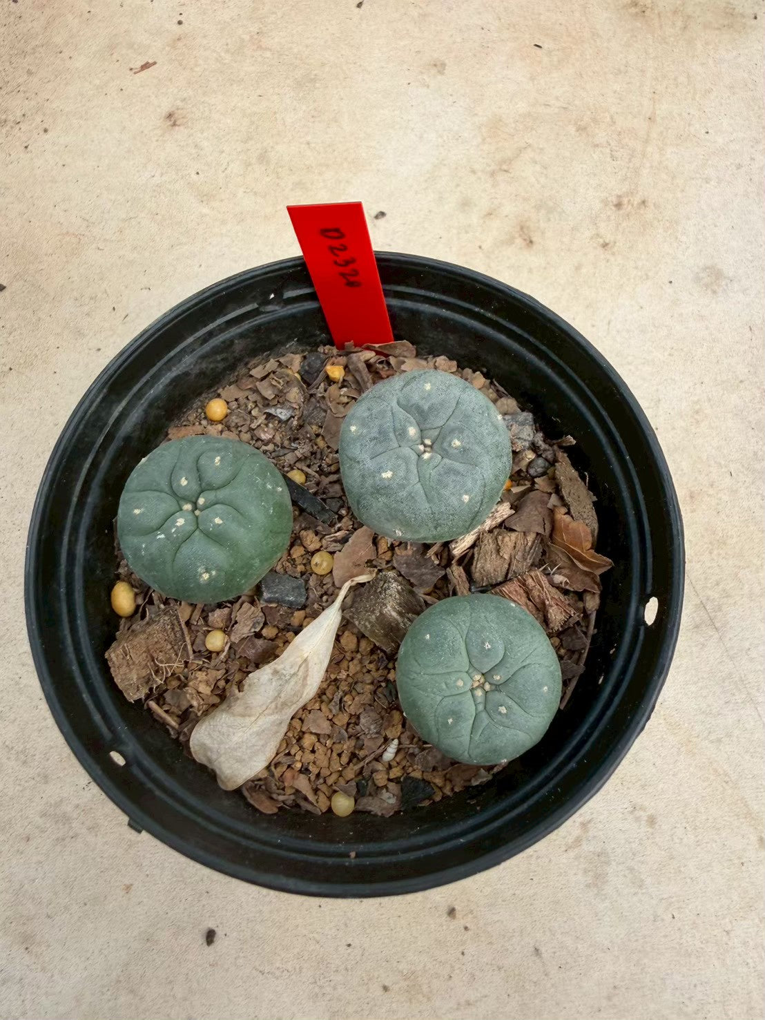 Lophophora williamsii – Peyote Cactus (Seed Grown, 3-3.5 cm, Own Root) 14 years old