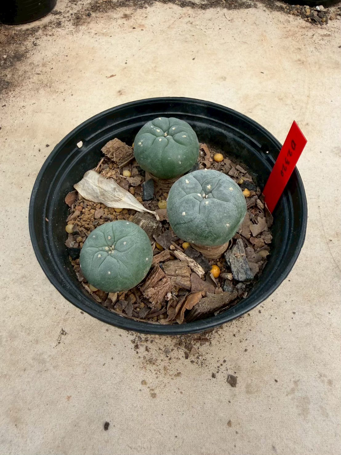 Lophophora williamsii – Peyote Cactus (Seed Grown, 3-3.5 cm, Own Root) 14 years old