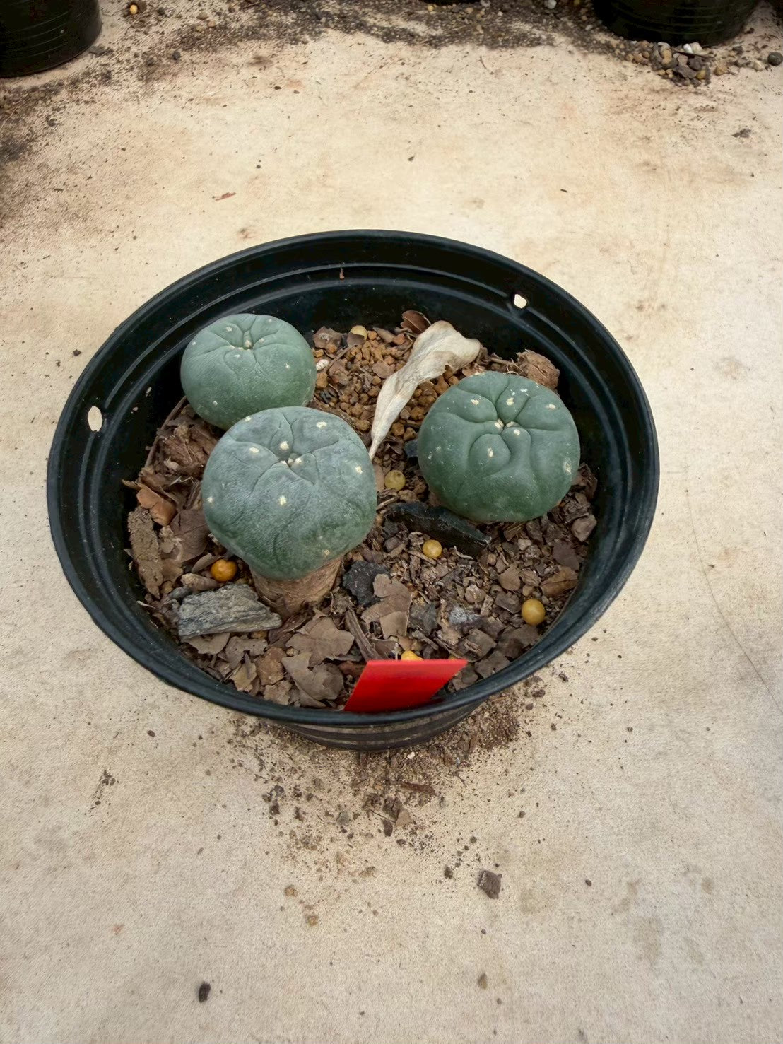 Lophophora williamsii – Peyote Cactus (Seed Grown, 3-3.5 cm, Own Root) 14 years old