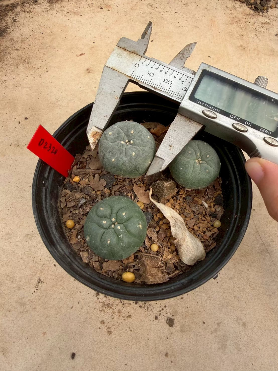 Lophophora williamsii – Peyote Cactus (Seed Grown, 3-3.5 cm, Own Root) 14 years old