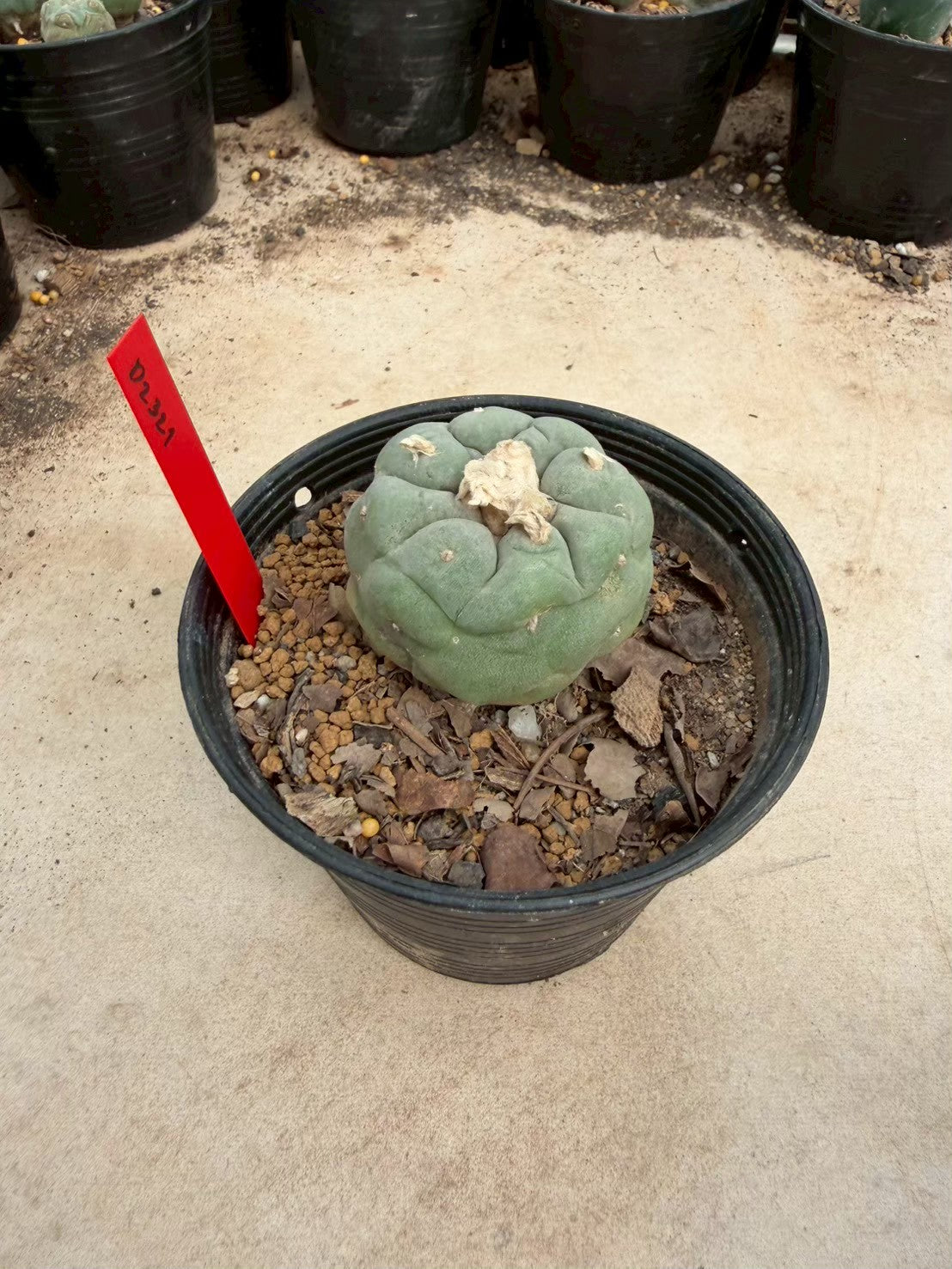 Lophophora Fricii – Cactus (Seed Grown, 3-3.5 cm, Own Root) 14 years old